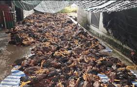 VIDEO: Hỗ trợ gia đình nông dân bị sét đánh chết hơn 6.000 con gà